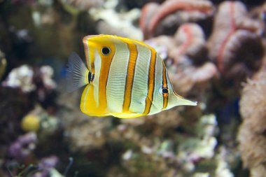 bir mercan kayalığı ile Yüzme copperband butterflyfish