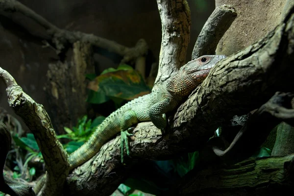 Caiman lizard lying on branch of tree — Stock Photo, Image