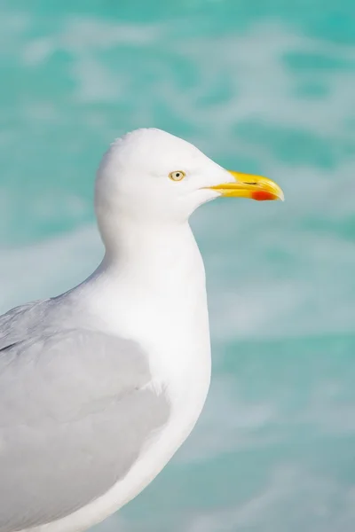 Common gull staring out over turquoise water — Stock Photo, Image