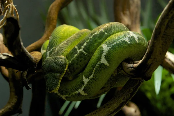 Emerald tree boa wrapped around a branch — Stock Photo, Image