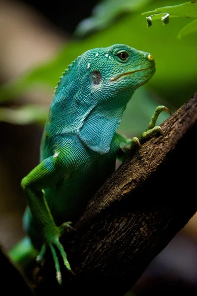 Iguane Fidji de profil sur la branche d'arbre — Photo