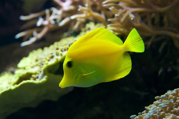 Yellow tang swimming down through coral reef — Stock Photo, Image