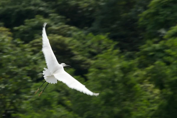 Weißstorch mit ausgebreiteten Flügeln gegen Bäume — Stockfoto