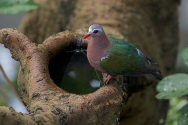 Güvercin ağaçtan içme yeşil kanatlı