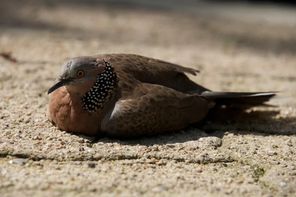 Detail strakatý holub na písčité půdě — Stock fotografie