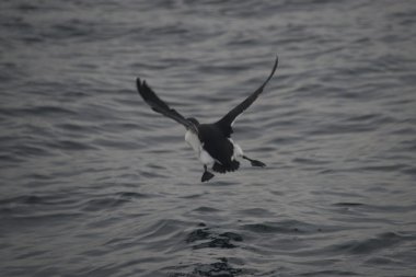 Siyah ve beyaz guillemot inmeye hazırlanıyor