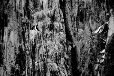 Siyah ve beyaz guillemot çift cliff üzerinde