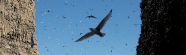 güneşli ve gölgeli kayalıkları arasında uçan kittiwakes