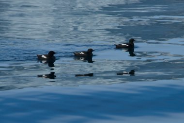Üç guillemots bir satýr suya yansıyan