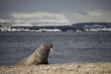 Walrus leaning on flippers on Arctic beach clipart