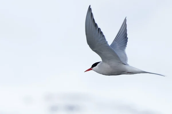 Silvertärna med utspridd vingar över isberg — Stockfoto