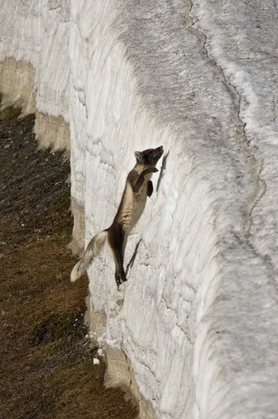 Polarfuchs springt steile Eisklippe hinauf — Stockfoto