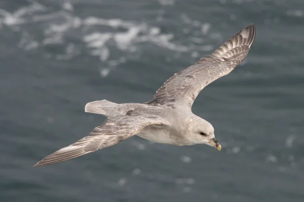Close-up of fulmar gliding over Arctic sea — Stock Photo, Image