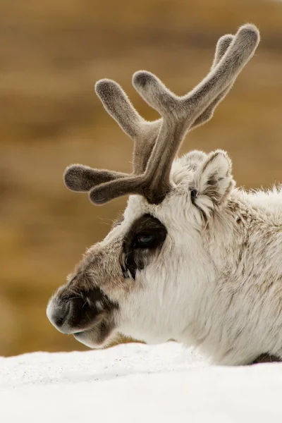 Close-up of reindeer head on snowy ridge — Stock Photo, Image