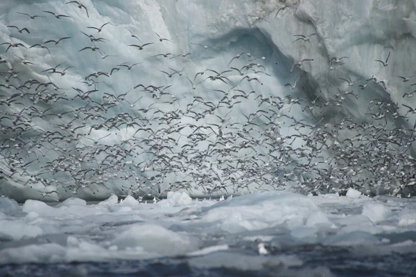 Hunderte Dreizehenmöwen fliegen an Eisklippe vorbei — Stockfoto