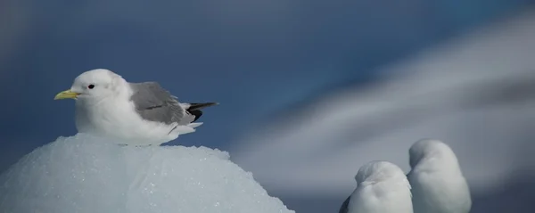 Kittiwake nesting on ice beside two others — Stock Photo, Image