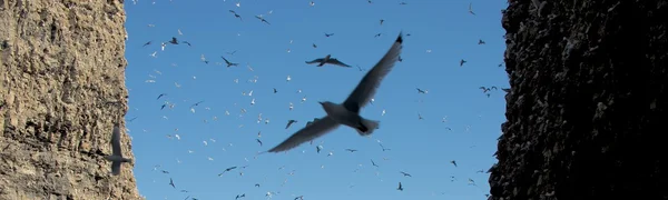 Kittiwakes che vola tra le scogliere illuminate dal sole e ombrose — Foto Stock