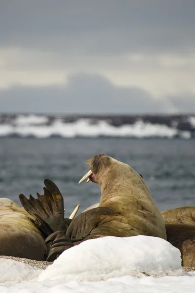 Mannelijke walrus openen van mond en het verhogen van de flipper — Stockfoto