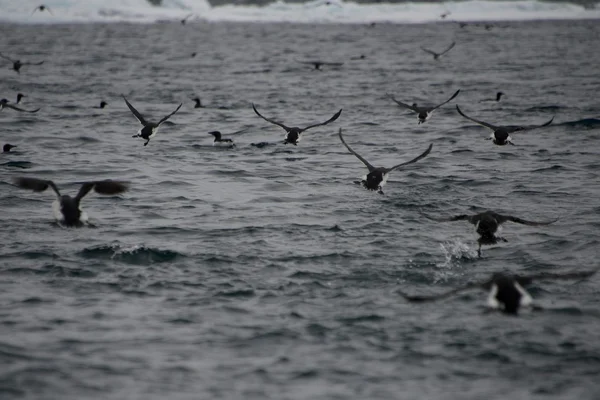Muitos guillemots decolando baixo acima da água — Fotografia de Stock