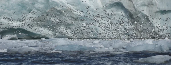 Panorama de kittiwakes volando más allá del acantilado de hielo —  Fotos de Stock