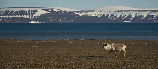Панорама оленів і корабель в Арктиці — стокове фото