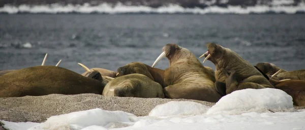 Panorama van walrussen op besneeuwde Arctische Trek-out — Stockfoto