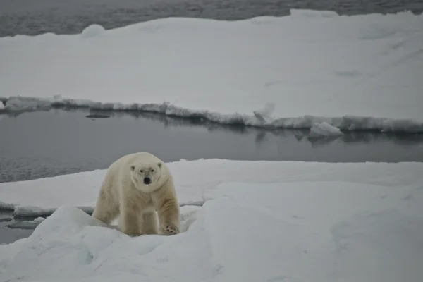 Oso polar trepando témpano en el Ártico —  Fotos de Stock