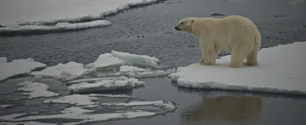 Lední medvěd zíral přes vodu v Arktidě — Stock fotografie