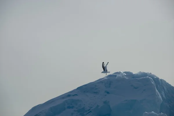 Seagull taking off down slope of iceberg — Stock Photo, Image