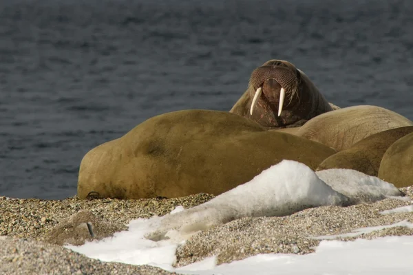 Walrus showing tusks on snowy Arctic beach — Stock Photo, Image