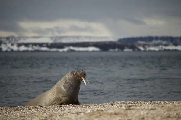 Walrus leunend op flippers op Arctische strand — Stockfoto