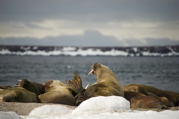 Walrussen met gigantische slagtanden op Arctische Trek-out — Stockfoto