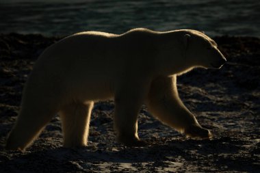 Backlit polar bear walks along rocky shore clipart