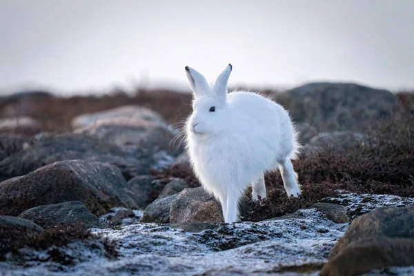 Arctic Hare Bounds Rocks Tundra — Zdjęcie stockowe