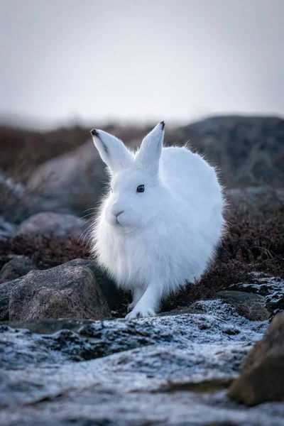 Arctic Hare Stands Amongst Rocks Tundra — Foto de Stock