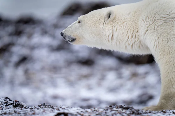 Close Polar Bear Head Leg — Fotografia de Stock