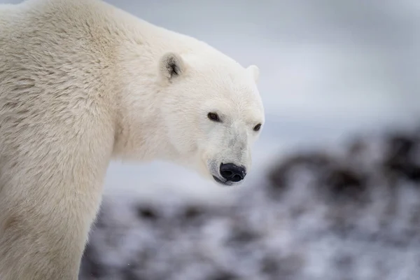 Close Polar Bear Standing Rocks — Fotografia de Stock