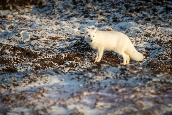Arctic Fox Stands Turning Head Tundra — Stock Fotó