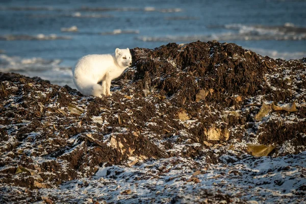 Arctic Fox Stands Rocks Sea — Zdjęcie stockowe