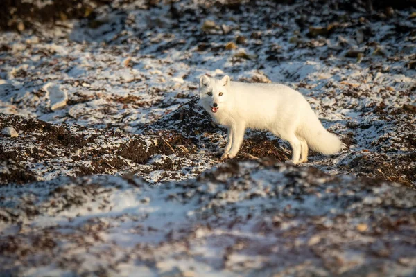 Arctic Fox Stands Opening Mouth Tundra — Stockfoto