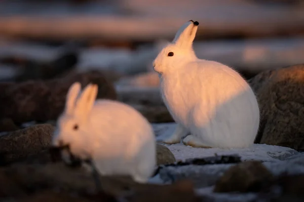 Arctic Hare Sits Another Sunset — Stock Fotó