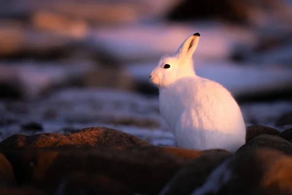Arctic Hare Sits Rocks Sunset — Foto de Stock