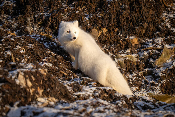 Arctic fox climbs rocky tundra looking back