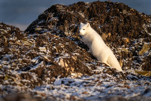 북극여우가해 안선을 바위투성이 툰드라 지대를 오르다 — 스톡 사진