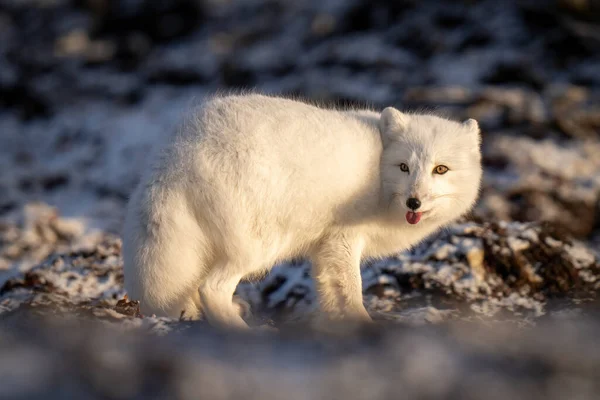 Arctic Fox Stands Tundra Showing Tongue — Stockfoto