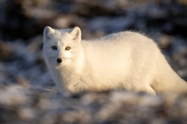Close Arctic Fox Staring Camera — Stockfoto