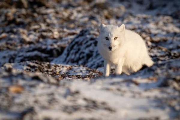 Arctic Fox Stands Tundra Rocks — Φωτογραφία Αρχείου