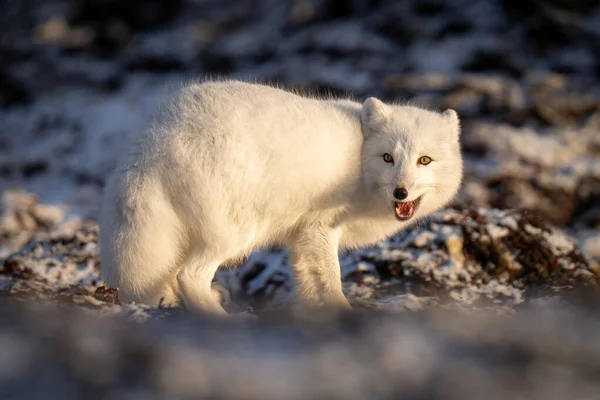 Arctic Fox Stands Tundra Opening Mouth — Stock Fotó