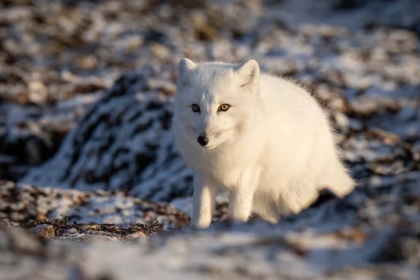Arctic Fox Stands Tundra Staring Ahead — Stockfoto