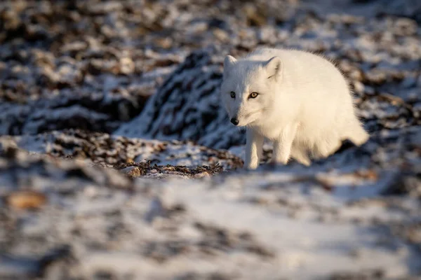 Arctic Fox Stands Tundra Lowering Head — Φωτογραφία Αρχείου